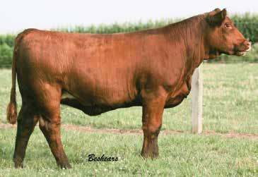 There have not been many daughters sold from Kenya at this point, but two of them that have sold went on to be state fair champions, IC Safari at North Carolina and IC Kentana at Kentucky.