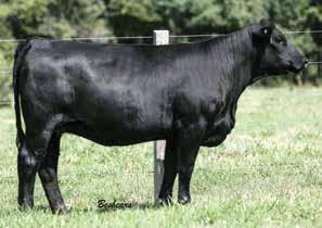 She would have made a show heifer deep bodied and clean fronted, this one is special. CCR Santa Fe 9349Z AI Sire A.I. Sire: CCR Santa Fe 9349X on 4-7-17 Due 1-14-18 Est. Plan Mating EPDs: 6 2.