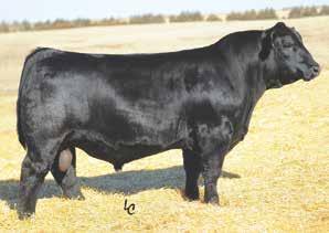 will make a great replacement for any herd. Bred up early with sexed heifer Uno Mas semen. 26 CCR Santa Fe 9349Z AI Sire WLE Uno Mas X549 AI Sire GLS/JRB Cool 154C AI Sire A.I. Sire: WLE Uno MAs X549 (Sexed Heifer) on 3-31-17 Due 1-7-18 Est.