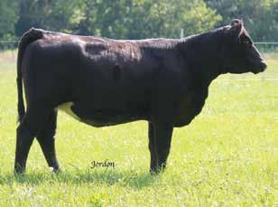 73 107 71 Pasture Sire: Besh Happy Time D910 from 5-30 to 6-30-17 64 semen and is halter broke. NIC Miss Force 659D ASA#3189689 Polled Black Baldy 1/2 SM 1/2 AN Tattoo: 659D BD: 4-5-16 Adj.
