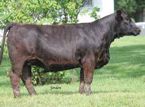 Her mother is about as soggy as you can make one. There is a load of potential in this bred. She has lots of style and a great pedigree. Pasture Sire: Besh Happy Time D910 from 6-10 to 8-1-17 Est.