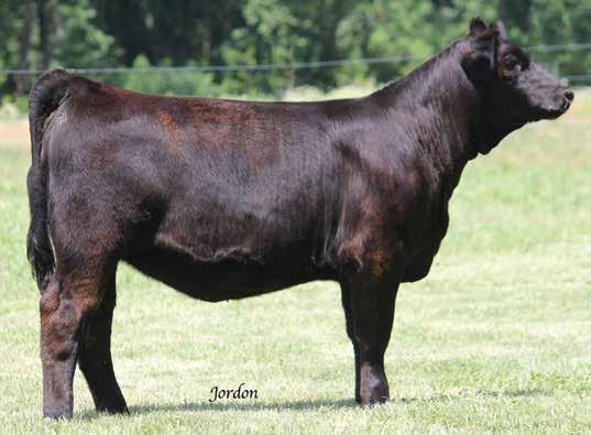 Smooth as silk, hairy and sound, this is just one cool heifer! Between Sugar and Sweetness, this is the best set of Knockouts we have brought to the Field Of Dreams.