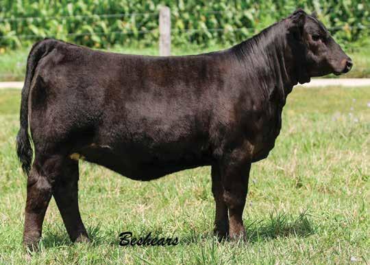 90 117 69 Beshears Simmentals We d love to take the credit for breeding these two females, but obviously their dam is famous enough everyone would know we re lying.