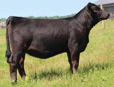 80 117 65 Harker Simmentals With all the popular champions sired by Pays to Believe, we thought it was only fitting to IVF Caliente that way.