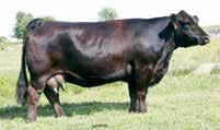 MT 73G SS Me Too L06 Harker Simmentals When mating females to make half-blood Simmentals, a tried and true mating for producing champions has been I-80 back on really good Simmental females.