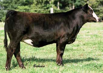 9 Harkers Enchanted Breeze E124 ASA#Pending Tattoo: E124 Polled Black 1/2 SM 1/2 AN BD: 2-2-17 Act. BW: 72 ET Act. WW: N/A 12.65 59 95.23 9 23 52 7 8.6 27.85 -.08.43 -.02.