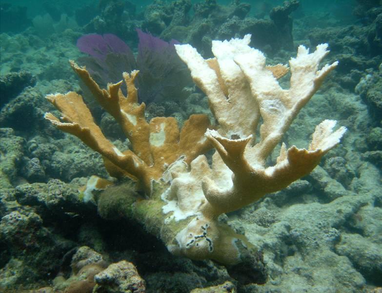 recorded bleaching of elkhorn corals in