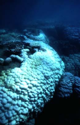 Short-term term Opportunities for Coral Bleaching