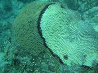 Aid recovery Coral fragmentation Encourage recruitment