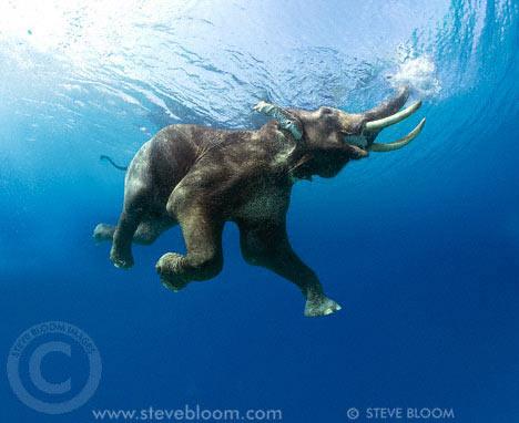 Ocean Acidification The Elephant