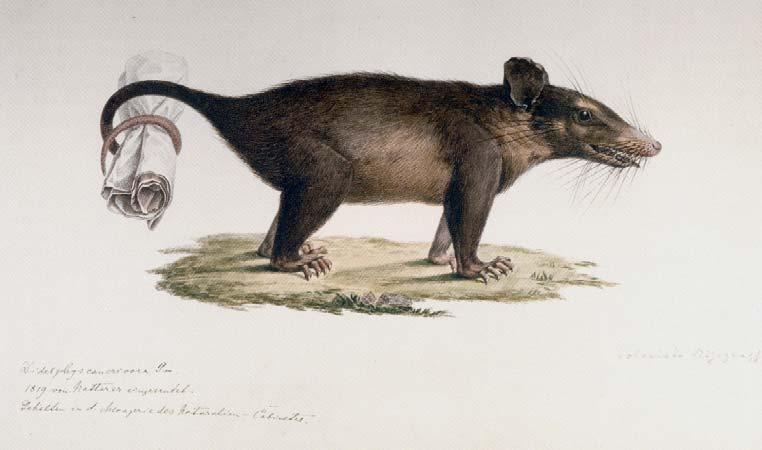 Fig. 8 Didelphys cancrivora [Quica Natt.]. 1819 sent by Natterer. Kept in the menagerie of the Natural History Cabinet. Drawing by Michael Sandler. Naturhistorisches Museum Wien, Wissenschaftsarchiv.