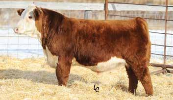 Reference Sires HEREFORD REFERENCE SIRES TH 702T 17Y LAMBEAU 158A Bull AHA #43360468 DOB: 2/10/13 Tattoo: 158A P TH 121L 63N TUNDRA 16S {CHB,DLF,HYF,IEF} TH 22R 16S LAMBEAU 17Y {DLF,HYF,IEF} TH 62N