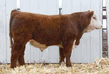 6 59 99 17 46 $29 A Times A Wastin son with style to burn. YW EPD in the Top 10%, CHB in the Top 15%. ET Son, full brother to Lot 34. 6 ACT. BW 102 ACT.