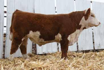 3 58 91 23 52 $29 A heifer bull candidate, with a 2.5 CE a BW of 1.3 with a nice spread to YW of 91. CHB is in the top 15%. 7 ET ACT.
