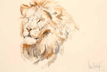 watercolour, signed Lioness 16cm x 24cm 595 Dorothy