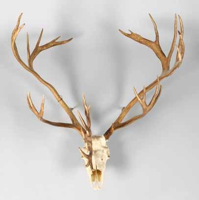 158 Collection of Taxidermy 761-770 Thomas R