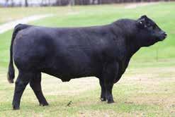 2 Consignor: Bradley Gibbs/Pineview Farms TNT DUAL FOCUS T249 PVF 1Y03 HY JAUER 9W26 - This open heifer is an extremely deep individual. HOMOZYGOUS black and HOMOZYGOUS polled.