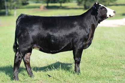 Not only is she a blaze face but, she has great figures to boot. D2 has a flawless design and is Homo Black & Homo Polled.