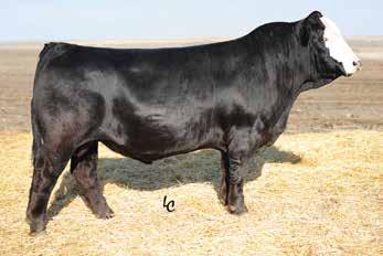 8 Consignor: Boyd Farms FELT NEXT BIG THING 54T OBCC SUMMER C77Z - AI d 12/20/16 to TNT DUAL FOCUS T249 (ASA# 2421851) - Blaze face LMF Revenue daughter out of a cow we own with Caitlin Butler.