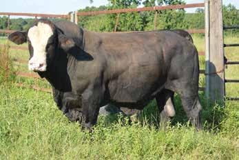 2 Consignor: Rolling Hills Cattle BLPF DREAM TIME X6 GLENDA`S GIRL - AI d 6/23/17 VSF UNITED WAY 68B (ASA# 2925022), PE 7/18/16-9/16/17 to GIBBS 1091Y HY DUL 7074T (ASA# 2676364) - Calve s projected