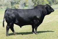 8 Consignor: Triple S Land & Cattle Lot 68 RX BECHEROVKA D422 SSS BANNER 413U - PE 5/1/17-7/30/17 to SSS HALLELUJAH 468X (ASA# 2572138) - Bluebell has been a succesful Simbrah donor for SSS with