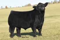 embryologist. Buyer is responsible for shipping. Embryos stored at Trans Ova in Maryland. - We decided to pair Miley up with the exciting and new Werning bull, W/C Relentless 32C.