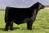 We are excited about this mating and are happy to offer you a chance at these top genetics.