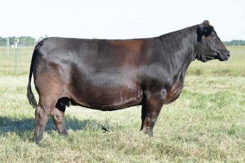 Lot 4 JF Signature 3268A - Reference Sire JM Baby-V-P28 - Reference Donor Lot 4 3 SWC WILDA 331W Embryos BD: 10/4/09 ASA#: