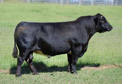 GW Prospector 389C Lot 5d W/C Load Limit 221B Lot 5e 5c BD: 3/19/16 ASA#: 3178338 Tattoo: 310D 3/4 SM 1/8 AN 1/8 AR WS PRIME BEEF Z8 WS PRIME TIME B6 - Offering 10 units, conventional semen CDI PRIME