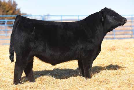 Lot 6 WS Pilgrim H182U - Reference Sire Lot 6 TKCC Certified 7C GENETIC LOTS 6 6a 6b W/C United 956Y - Reference Sire CNS DREAM ON L186 WS PILGRIM H182U Lot 7 TKCC CERTIFIED 7C 5 units, conventional