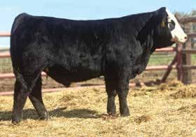 Pick of Spring 2017 Bull Calf Crop ASR Rocky Mountain E793 SVF Allegiance Y802 - ref sire We have chosen four bull calves from our entire 2017 calf crop which will be presented as an option as the