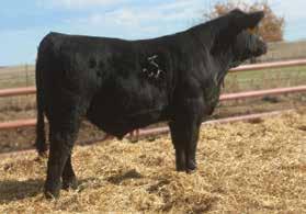 The four bull calves will be on display sale day, and can go to the new buyer or return to the contemporary group to gather ultrasound, PAP data, and yearling semen test.