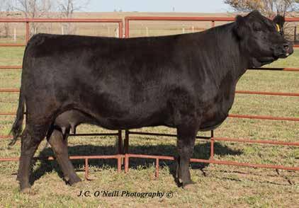We expect this Resource heifer to carry on the tradition of superior SimAngus half bloods 21A Tattoo: E7292 BD: 8/22/17 : 83 Sex: Heifer Sire: SAV Resource 1441, AAA#17016597 20.6-0.31 0.06 BF -0.