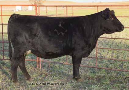 ASR Miss Kayla A3122 28 Polled Purebred Cow Tattoo: A3122 Born: 2/25/13 ASA# 2771436 Hooks Pacesetter 8P ASR/GLS Pacesetter U862 GLS S82 11-0.