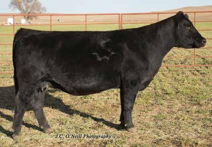 ASR Ms Autumn A359 29 Polled Purebred Cow Tattoo: A359 Born: 2/11/13 ASA# 2771357 Hooks Pacesetter 8P ASR/GLS Pacesetter U862 GLS S82 12 0.