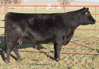 Ultrasound verified safe. PE to ASR Magnum A357, AAA#17744520 This Total Impact is out of the 704 matrix cow-she looks to be a lot like her mother!