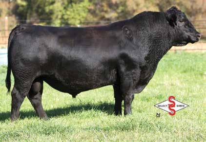 ASR Longevity Y185 - reference AI sire ASR Elba of Paintrock 136-8 38 Polled PB Angus Cow Tattoo: 1368 Born: 2/22/08 AAA# 16145202 3210 Right Time 802 Paintrock Right Time 262-6 Elba Of Paintrock