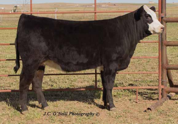 33 109 MGGS: TNT On Target J94 M 46 TI 60 Only one Ironhide, but she is blaze, showy ans special Her dam, ASR W9168 is a commercial SimAngus, but makes some good ones!