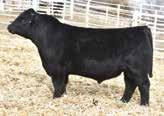 Homozygous black and polled OVAL F ALL TIME A322 2749844 13.7-0.8 69.8 101 11.1 27.7 62.6 15.6 11.6-0.37 0.45-0.039 1.09 160.6 85.5 Top Grade x Shear Force Another new calving ease bull we are using.