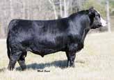 6 Rem On Target x Charlies Applause Rare and valuable semen produced the females in this sale! Now deceased, semen of this great bull is hard to find! HOOKS BLACK HAWK 2854467 17.2-4.1 58 94.2 10.