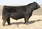 6 116.2 13.3 23.8 67.6 12.9 40.4-0.14 0.66 0.007 0.88 166.3 96.3 Singletary x In Dew Time The homozygous black and polled new sire who is taking th industry by rage. Outstanding EPDs across the board!