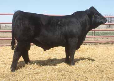An ASR Substance sired daughter produced their high selling bull in 2017. A high selling Lotto son sold to John Christensen, South Dakota, in 2015.