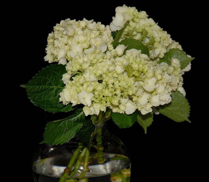 Hydrangea Hydrangea are a very popular flower considered very upscale... It is an amazing flower to use if you want to create an wonderful, prestige design... One advantage of this flower is its size.