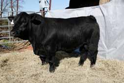 Use him for calving ease and to sire fleshing ability. Tested Homo Black.
