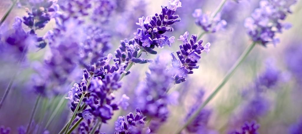 2. Lavender Oil: Traditionally, lavender has been used to treat neurological issues like migraines, stress, anxiety and depression.