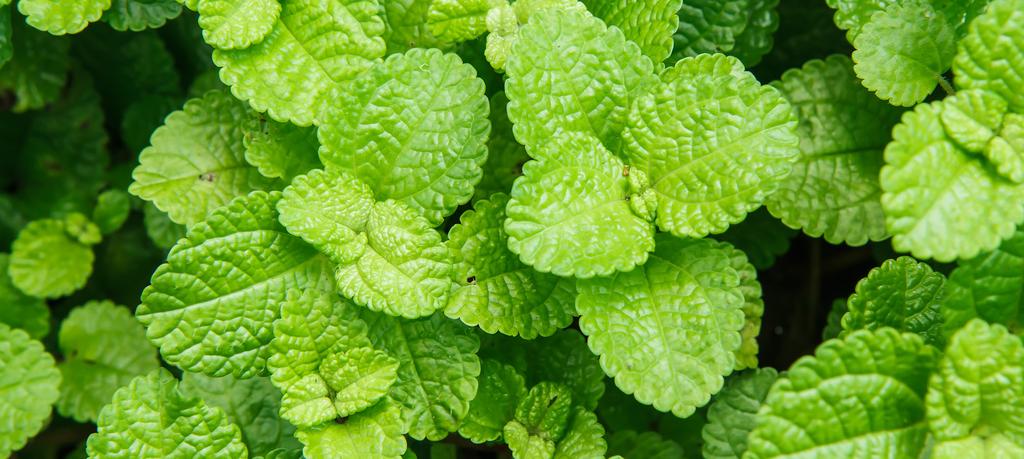 3. Peppermint Oil: Peppermint essential oil is a very effective natural painkiller and muscle relaxant.
