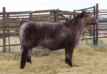This Big Daddy Express daughter is picture perfect through her front one third and has added capacity to her rib design.