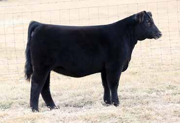 Curl Creek Ms I-80 18 Mainetainer DOB 6/14/17 Tattoo Cowan s Ali 4M GOET I-80 BPF Miley 80T Angus Angus Angus AMAA #: Pending - Open Heifer - Birth Weight n/a - Polled - - - - - - A