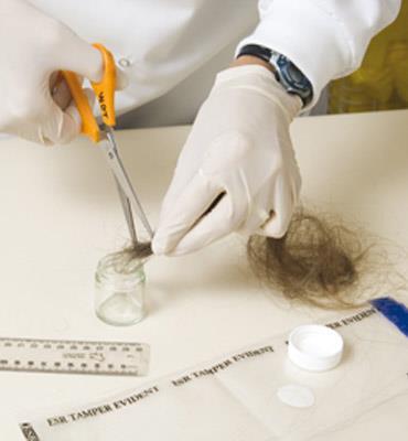 Identification and Comparison of Hair -First step is to determine if the hair at a crime scene is human or animal -Look for scale structure, medullary index, and medullary shape.