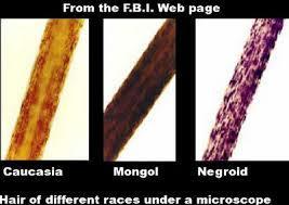 Identification and Comparison of Hair Cont. Can the racial origin of a hair be determined?